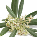 گل زیتون Olive flower